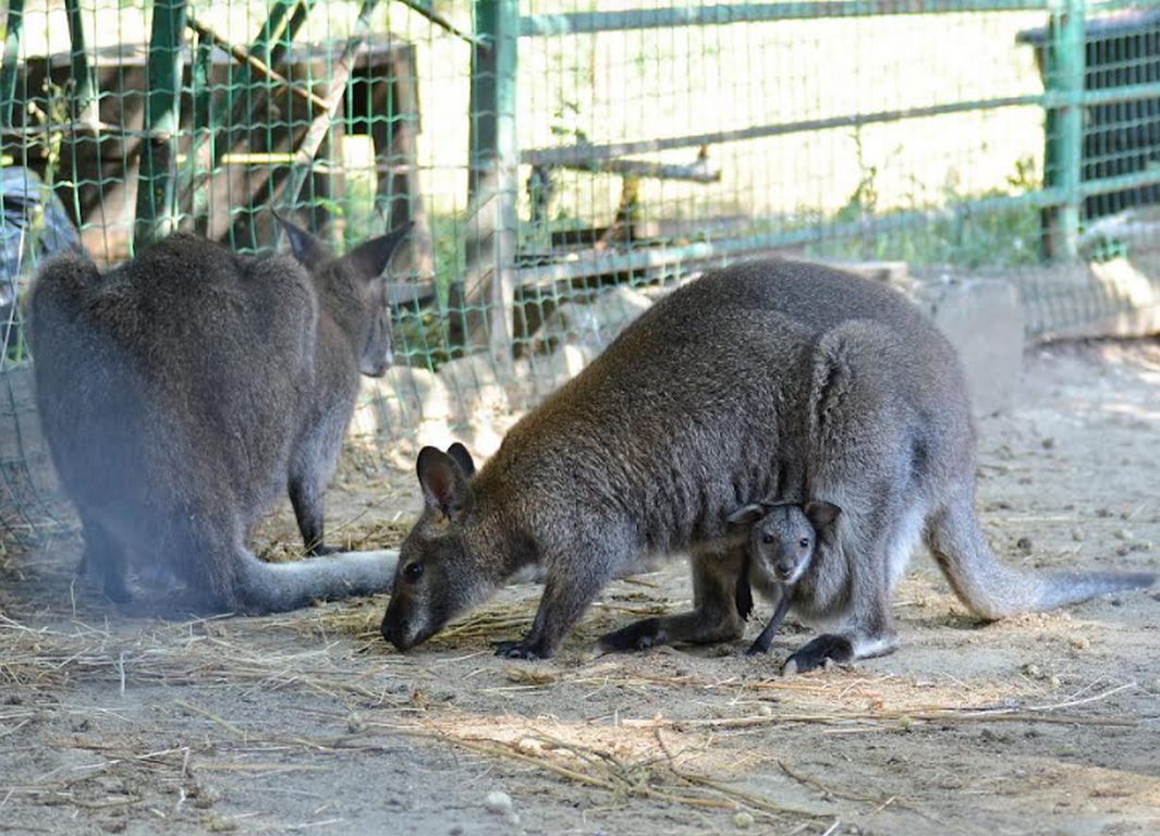 Снимка: Община Варна
