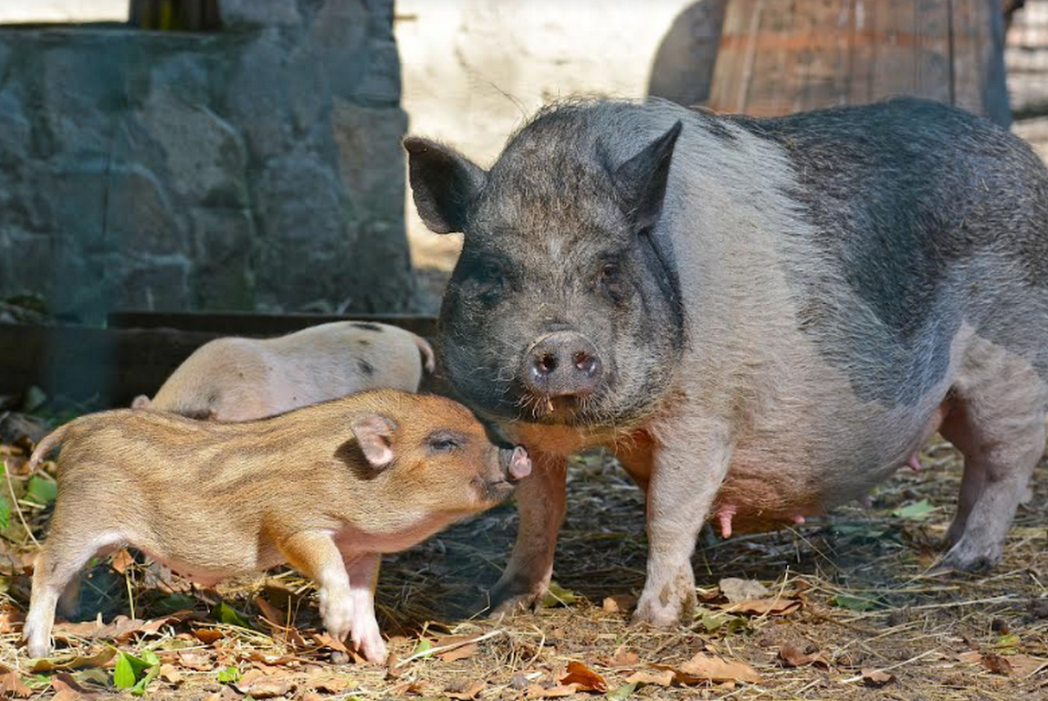 Снимка: Община Варна
