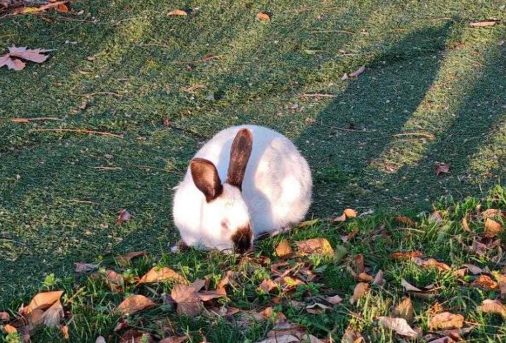 Задава се слънчева Цветница по Черноморието