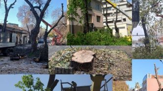 санитарна сеч