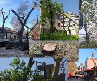 санитарна сеч