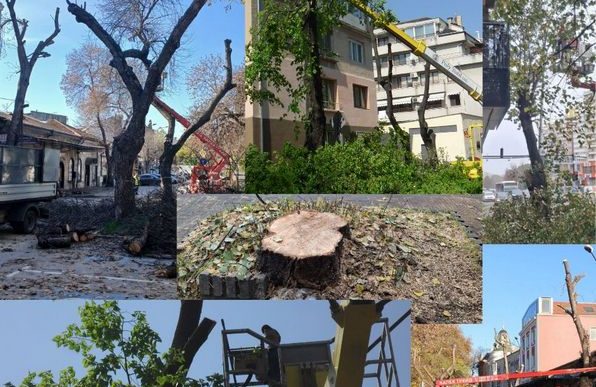 санитарна сеч