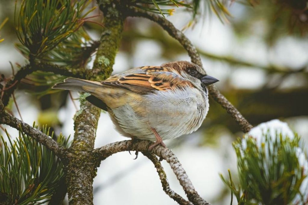 Ще вали ли сняг в неделя