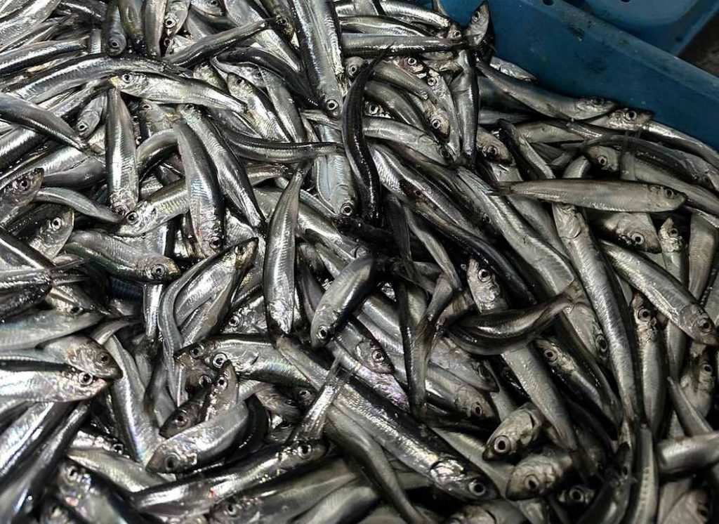 Морето на север от Варна завря от трицона. Каква е цената на пазара