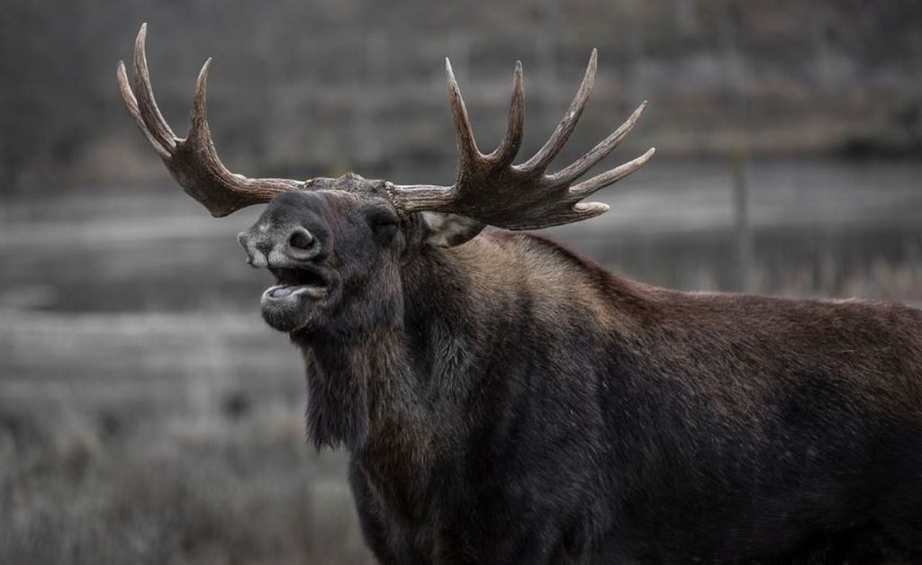 Историческо завръщане: Лос беше забелязан в Румъния за първи път от 200 години