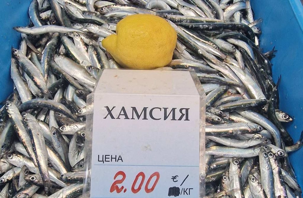 Рибарите в Каварна предлагат прясна хамсия на ниска цена