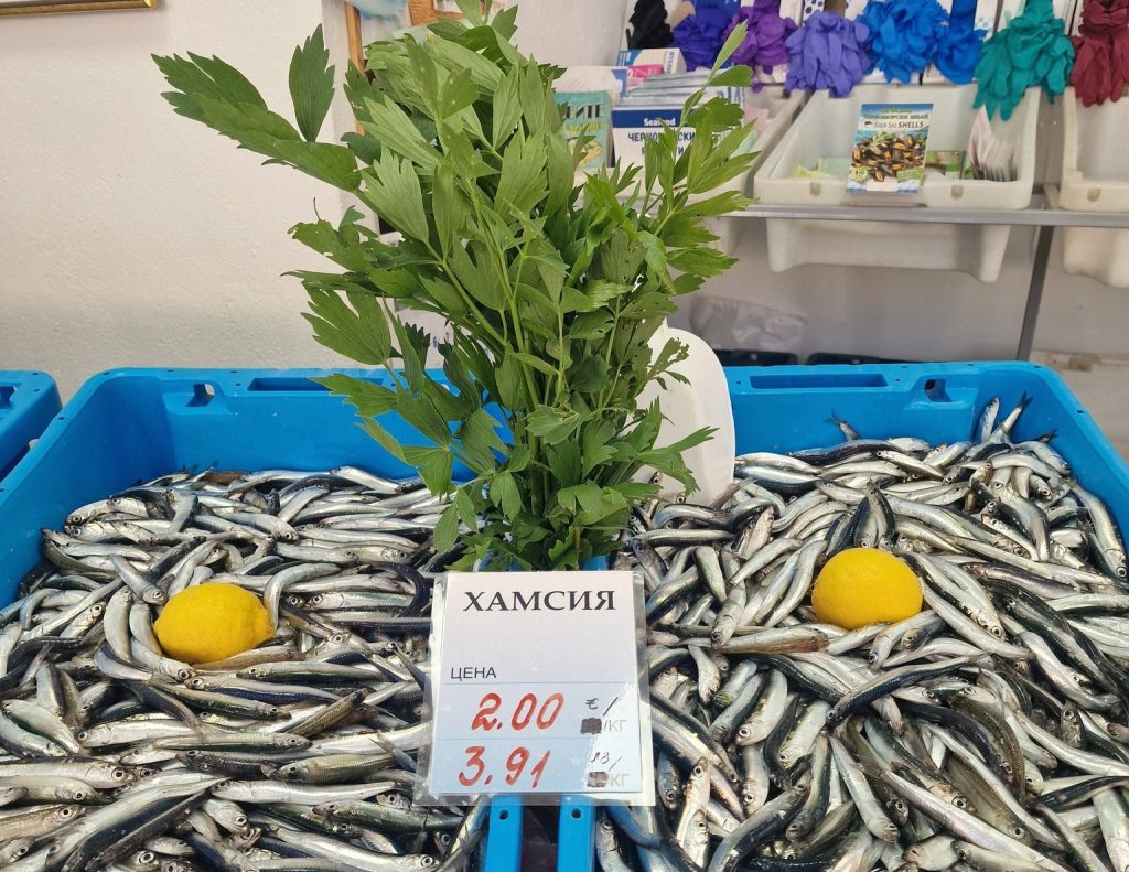 Морето на север от Варна „ври“ от хамсия