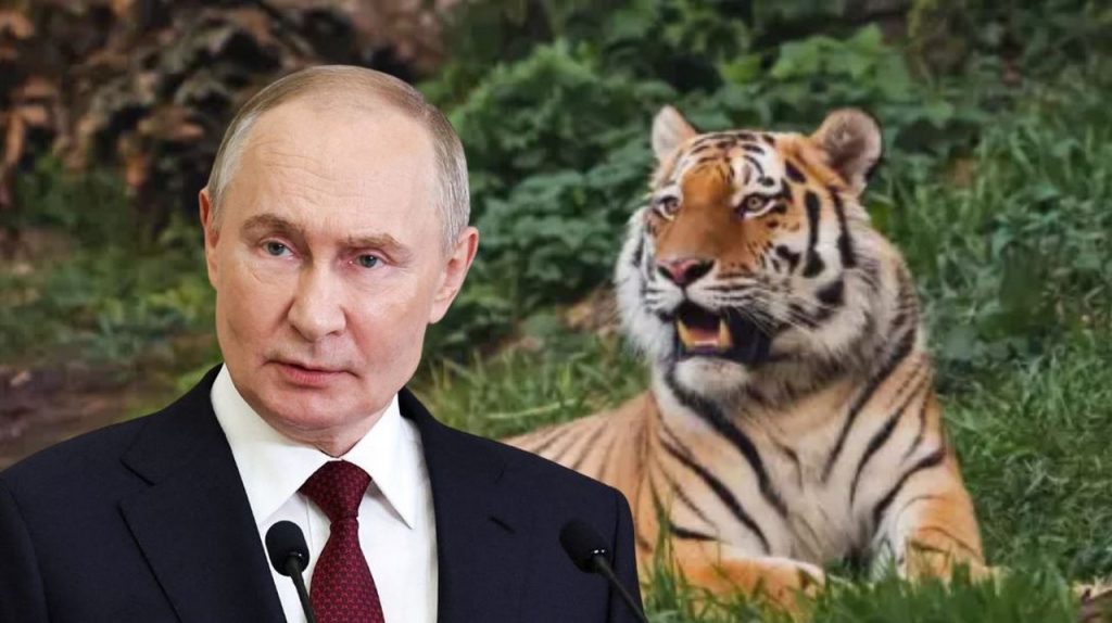 Путин изпрати амурски тигри в Казахстан